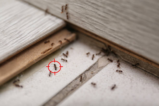 Best Affordable Pest Control Services  in Martinsville, NJ